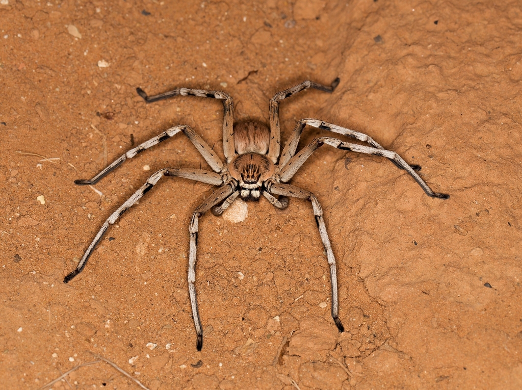 Eusparassus