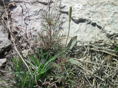 Plantago depressa