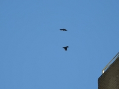 Corvus corax