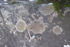 Protoblastenia rupestris