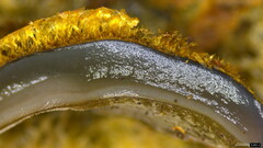 Auricularia mesenterica