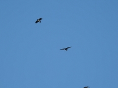 Corvus corax