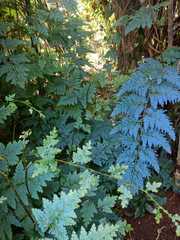 Selaginella willdenowii