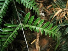 Pteris dispar