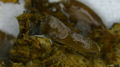 Auricularia mesenterica