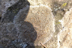 Protoblastenia rupestris