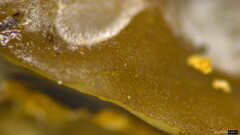 Auricularia mesenterica