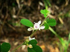 Lespedeza pilosa