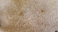 Auricularia mesenterica