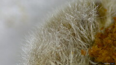 Auricularia mesenterica