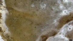 Auricularia mesenterica