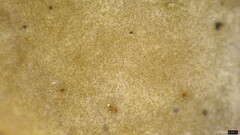 Auricularia mesenterica