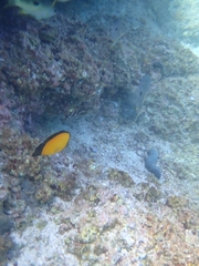 Chaetodon melapterus