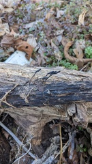 Xylaria apiculata