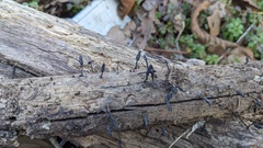 Xylaria apiculata