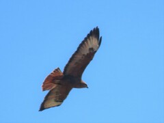 Buteo buteo vulpinus