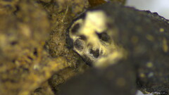 Xylaria apiculata