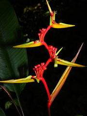 Heliconia richardiana