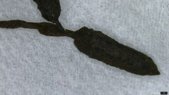 Xylaria apiculata
