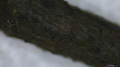 Xylaria apiculata