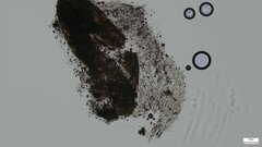 Xylaria apiculata