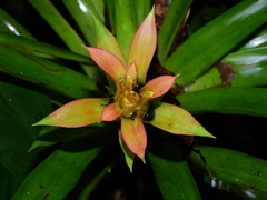 Guzmania lingulata