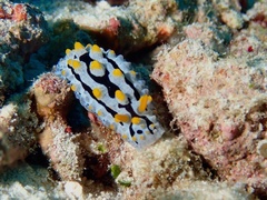 Phyllidia coelestis