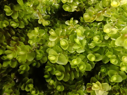 Solenostoma sphaerocarpum, 2022-12-31