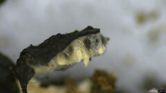 Xylaria apiculata