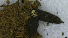 Xylaria apiculata