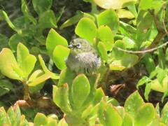 Zosterops virens capensis