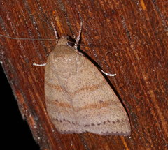 Austrocarea orthoscia