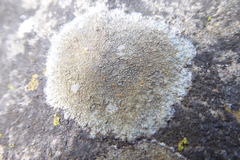 Protoblastenia rupestris