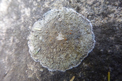 Protoblastenia rupestris