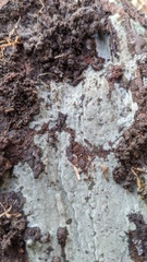 Menispora