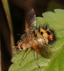 Dejeania bombylans