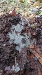 Menispora