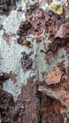 Menispora