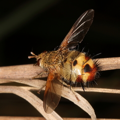 Dejeania bombylans