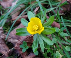 Eranthis hyemalis