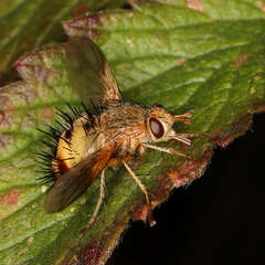 Dejeania bombylans