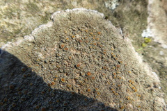 Protoblastenia rupestris