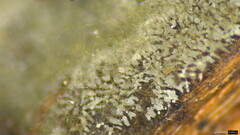 Menispora