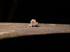 Fascellina chromataria