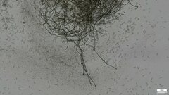 Menispora