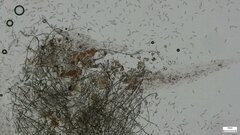 Menispora