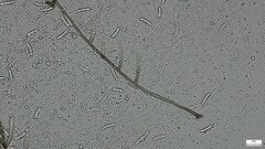 Menispora