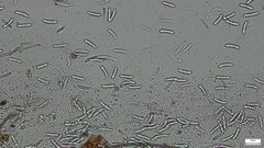 Menispora