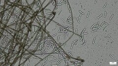 Menispora