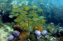 Pempheris affinis